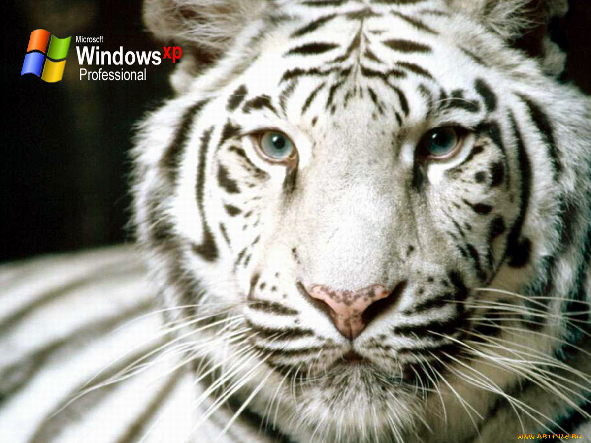 windows, xp, 
